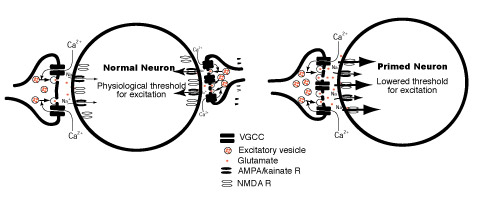Normal Neuron vs. Primed Neuron